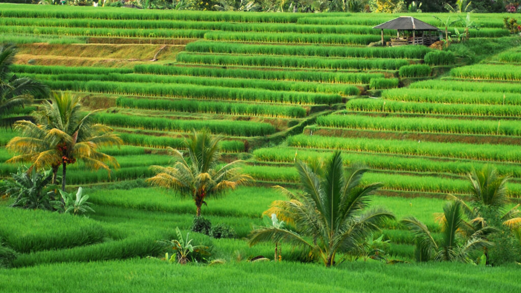Tabanan Tour at Jatiluwih Rice Terraces Bali